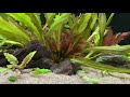 Another Farlowella vittata video (sorry but there is alway something new!)