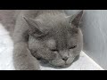 You Laugh You Lose😻👋Funniest Dogs and Cats 2024🤔