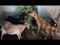 Amazing Goats of Nepal