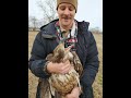 What is it like to trap an eagle? + Golden vs Bald eagles