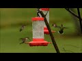 Hummingbirds 8/30/17