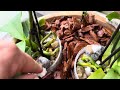Veja que lindo arranjo de mini phalaenopsis no vaso de barro!🌸💜🌸
