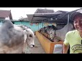 THE BIGGEST ONGOLE COW CAGE IN INDONESIA