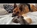 German Shepherd Protects the Sleep of the Baby Kittens