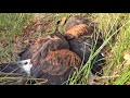 Hunting with The Humble Harris' Hawk