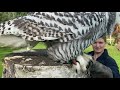 Training the Harry Potter Snowy owl for falconry