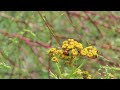 An der Elbe entlang (2. Hälfte Juni / Juli) – Natur- und Tierbeobachtungen