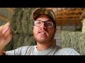 Young Farmer makes INSANE PREMIUM ALFALFA!!! (Baling Hay with NH 316)