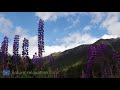 NEW ZEALAND WONDERS (No Music) 100% Pure Nature 4K UHD Ambient Documentary Film -1HR