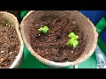 Quick update on basil 2/21/2018