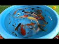 Betta Koi Pleco Snail Carp Fish Goldfish Angelfish Guppy Guppies Catfish animals Videos