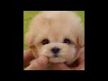 Dog Puppy cute videos little puppys 😍