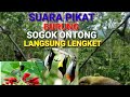 Suara Pikat Burung Sogok Ontong ll Pikat Sogok Ontong Ampuh