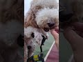 Giant Poodle Rides Bicycle In China || Newsflare