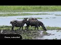 Grant's plain zebra, Akagera National Park, Rwanda