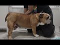 Owning An English Bulldog Pt.2 Daily Hygiene, Health Care, Grooming, Cleaning Routine