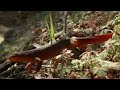 Yosemite - America's Most Spectacular National Park | Free Documentary Nature