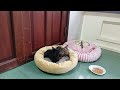 When God sends you funny dogs and cats 😂 Funniest cat ever 🐶#5