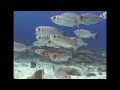 Reef Fishes - Reef Life of the Andaman - Part 9
