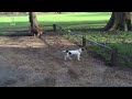 Funny Jack Russell Compilation
