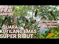 Suara Pikat Kutilang Emas Ribut ll Suara mp3 Pancingan dan Pikat Jenis Kutilang Emas Ampuh