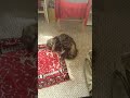 Maine Coon first catnip experience