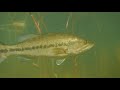 The Hidden World of the Largemouth Bass