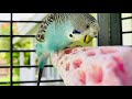 Teaching Small Parrots to PLAY! (With Toys)