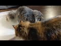 Siberian Cats Playing in Water