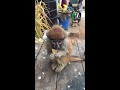 Baby Patas Monkey