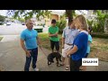I teach an aggressive dog how to get into the car! | Cesar911 Shorts