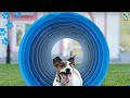 ✅Top 5 Best Dog Agility Tunnel in 2024