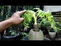 prawatan bonggol bonsai kelapa original cepat panjang