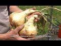 How to Overwinter Onions