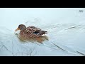 Mandarin Duck | Most Colorful Birds In 4K UHD | Water Flowing