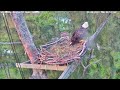 Wildlife Rescue of Dade County Floryda -  Ron & Rose  2024 08 08