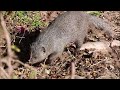Small Grey Mongoose Interaction | Wonderful Wildlife