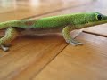 Hawaii Gecko Licks its Eye!