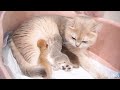 Dad cat meets newborn kittens for the first time - Mother cat's confuseed reactions.