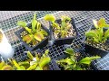 My Venus Fly Trap Collection.  2nd Update