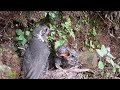 The parasitic cuckoo bird can't get food, and gradually becomes irritable寄生的杜鹃鸟损招用尽，却得不到食物，逐渐暴躁