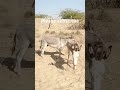 happy donkey #youtubeshorts #viralshorts #viralvideo #animalvideoclips