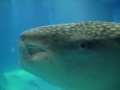 Osaka Kaiyukan - Whale Shark Video 1