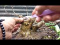 CARA MEMBUAT BONSAI ANTING PUTRI BOGEL BESAR GAYA TWIN || HOW TO MAKE BONSAI WRIGHTIA RELIGIOSA