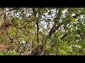 Juvenile Red-shouldered Hawk calling out while hunting— learning