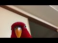 Red bird, but he gets a voicecrack