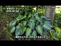 【ガーデニング】おぎはら植物園！5月の今本当に売れてる人気の宿根草19選を紹介！Gardeninng ・あしかがフラワーパーク・代々木公園・中之条ガーデンズ・服部ファームガーデン・花菜ガーデン