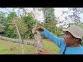 Penyebab pohon musang king usia 8 tahun sulit berbuah..!!! ini solusi nya ( tanjung pura ) part 1