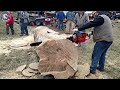 100 Unbelievable Fastest Big Forestry Chainsaw Machines Working At Another Level ▶2