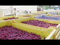 US Farmers Harvest Millions And Billions Of Berries This Way - Harvesting 2024